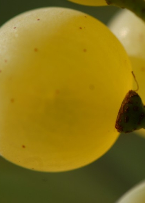 Chardonnay ANT 0906